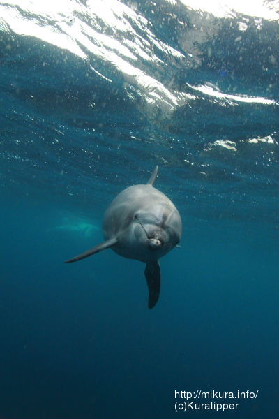 海豚 今日のイルカ写真 09 04 28 御蔵島 イルカとの出会い くらりっぱの御蔵ログ